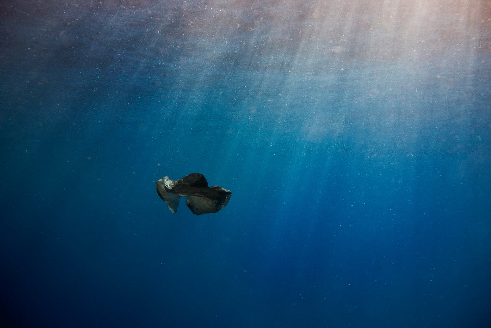 plastic bag_wildscreen